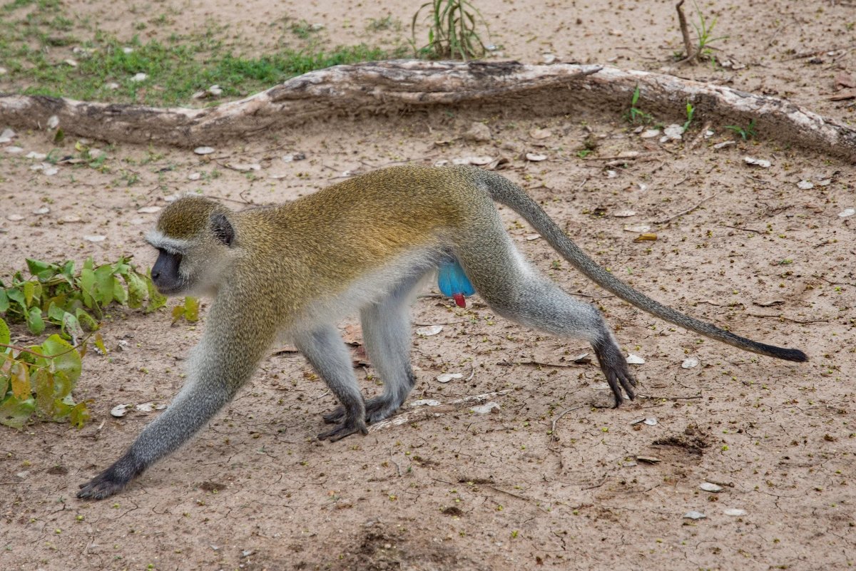 Обезьяна верветка