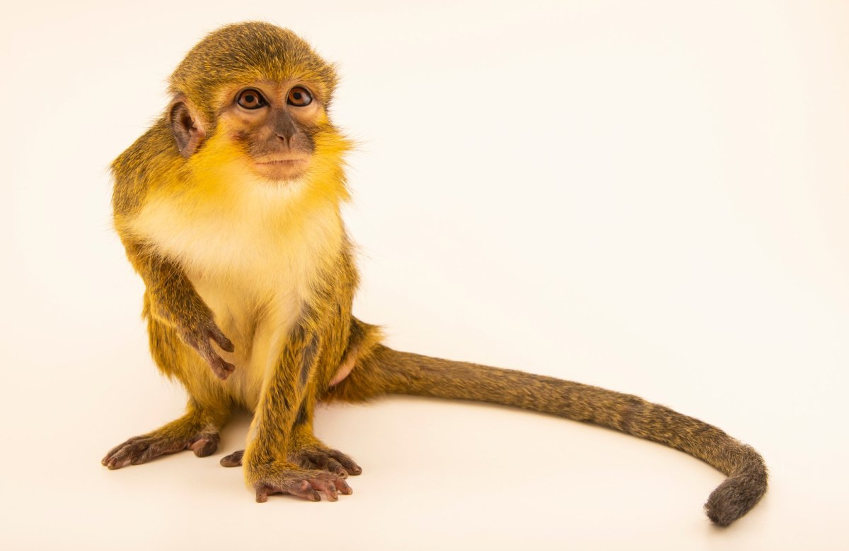 Miopithecus talapoin (talapoin)