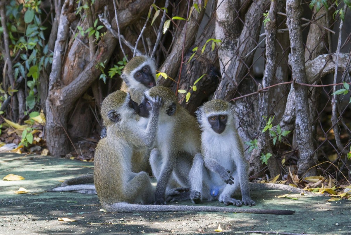 Мартышка верветка