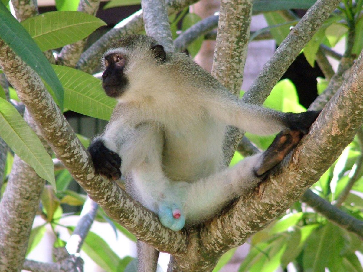 Карликовая зеленая мартышка верветка