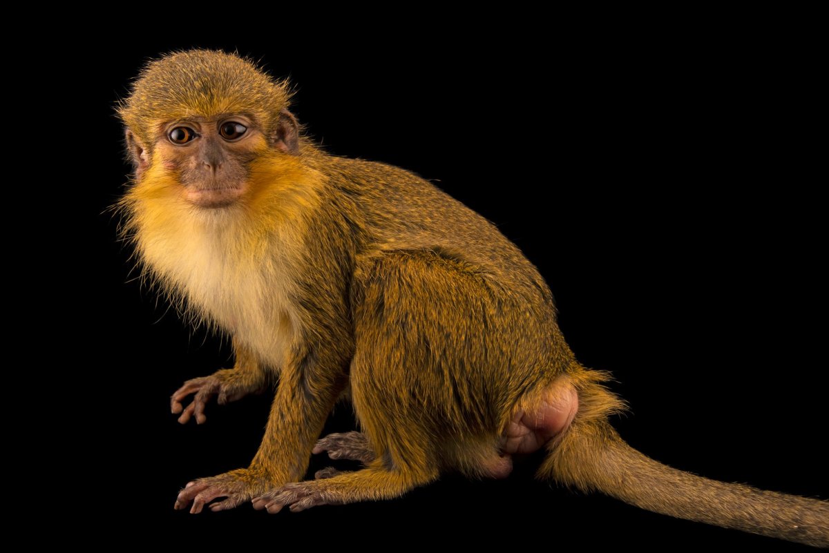 Мартышка талапойн