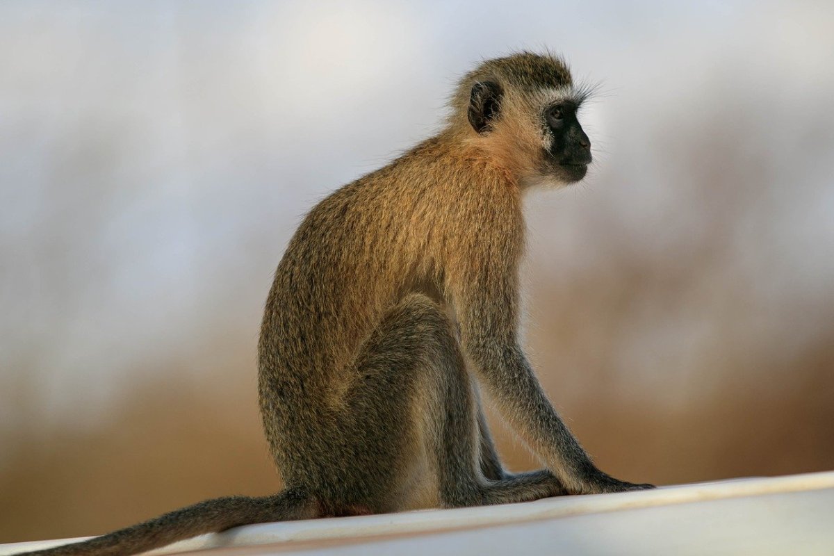 Африканские мартышки