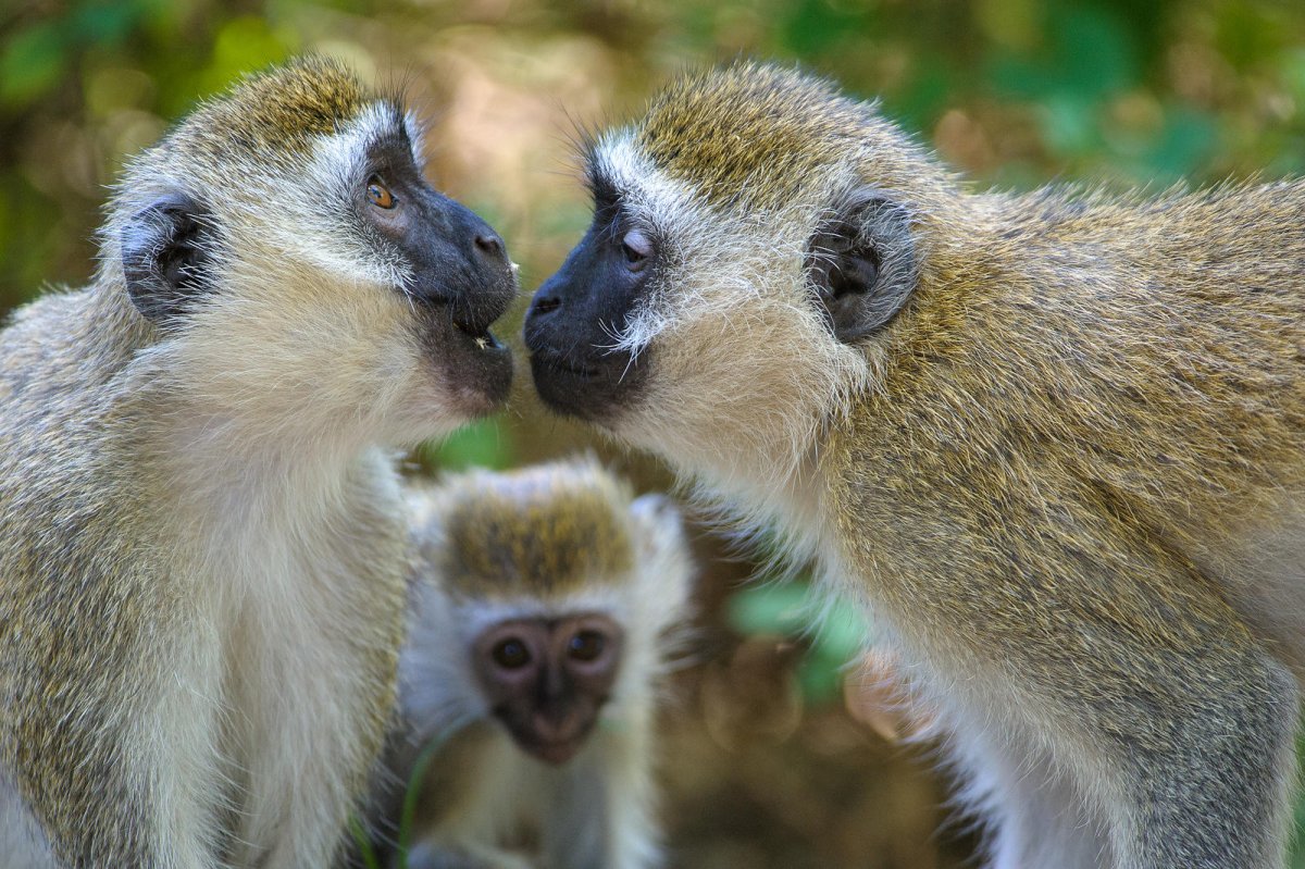 Карликовая зеленая мартышка