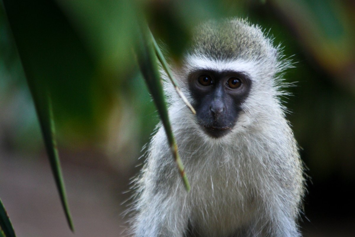 Черномордая верветка