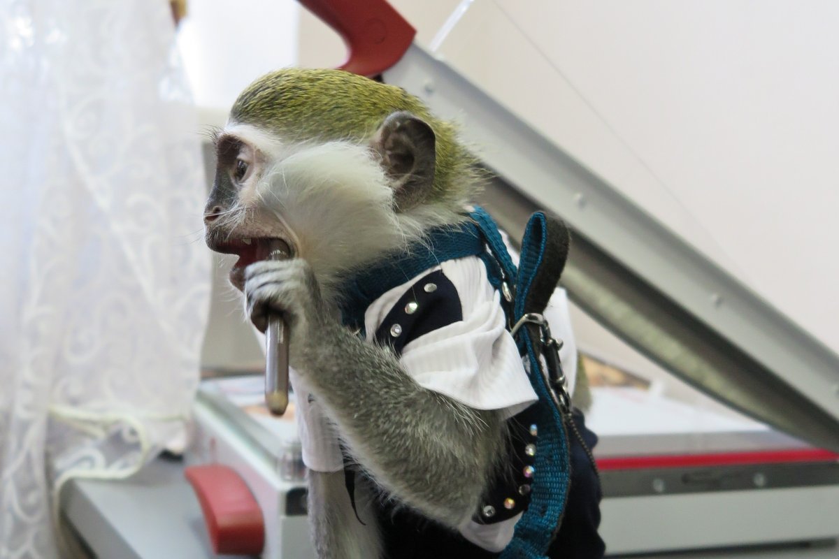 Карликовая зеленая обезьяна в одежде