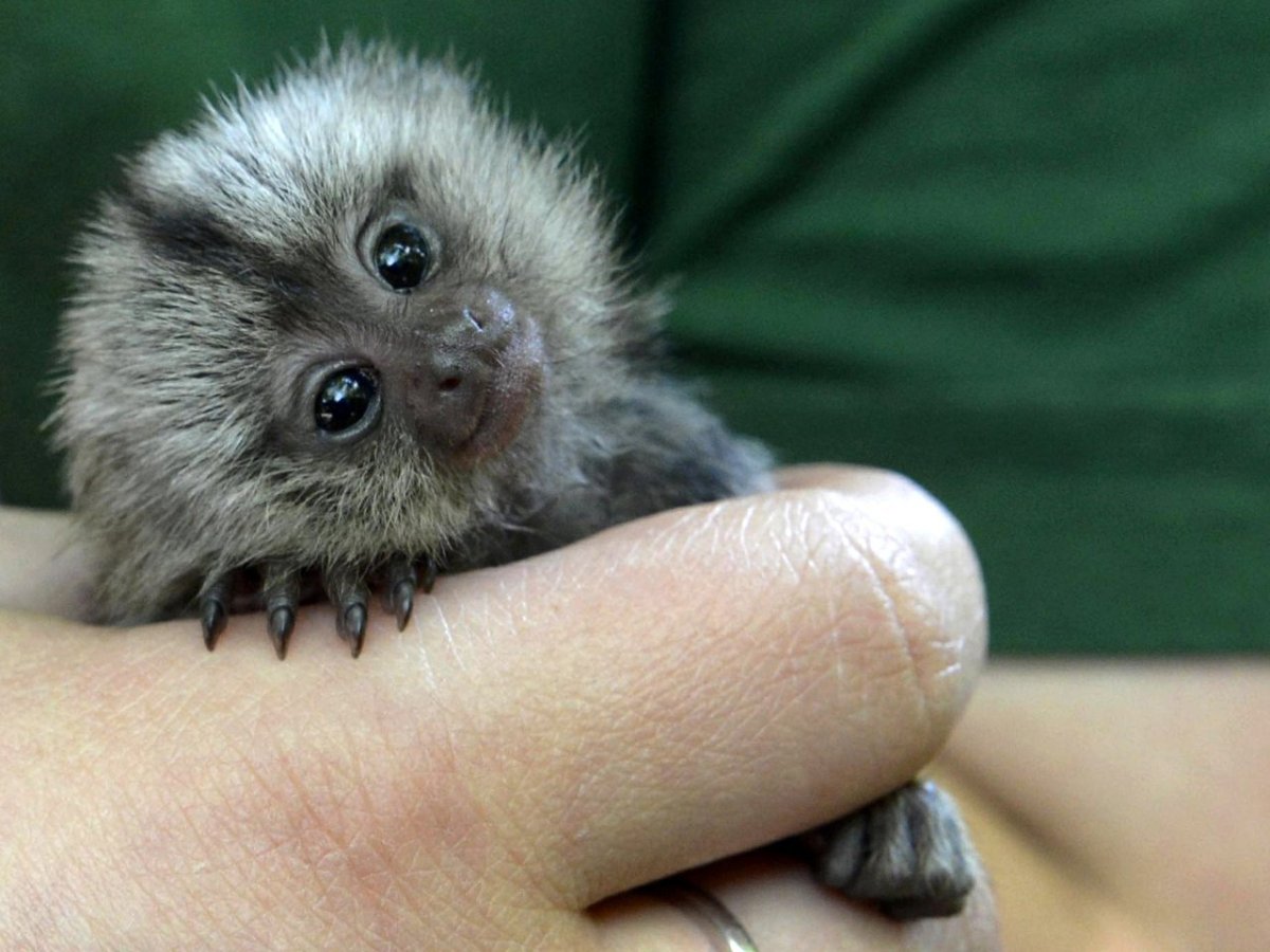 Мармозетка игрунка