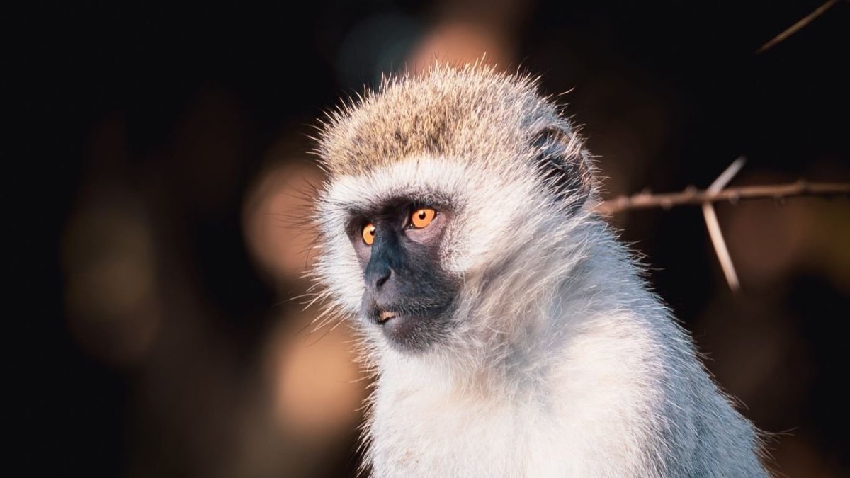 3 Месяца верветка