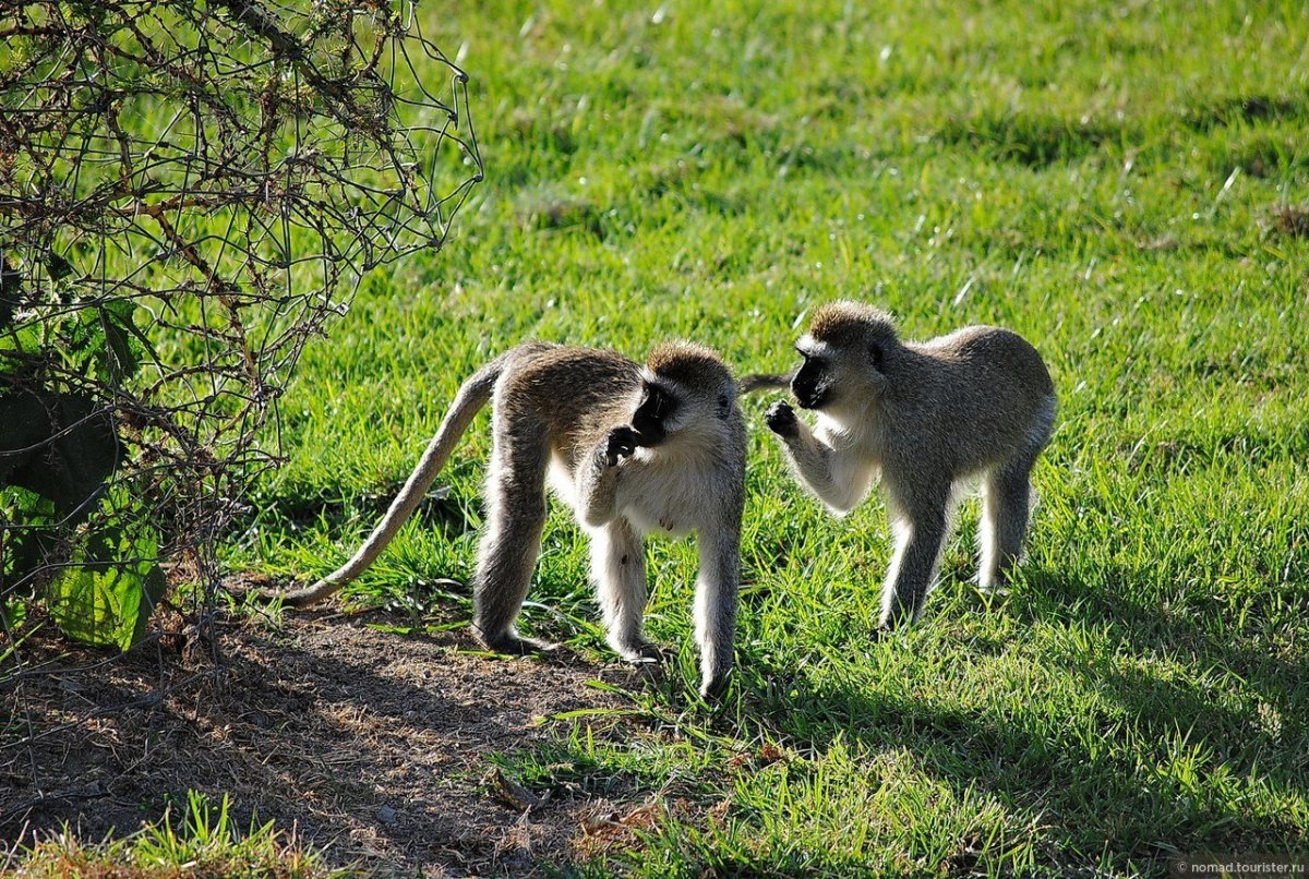Тревожная обезьяна