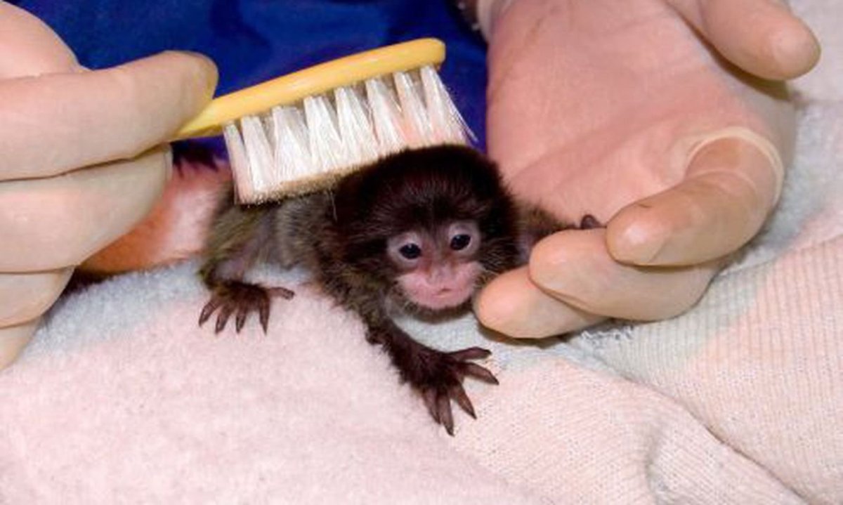 Мармозетки Новорожденные