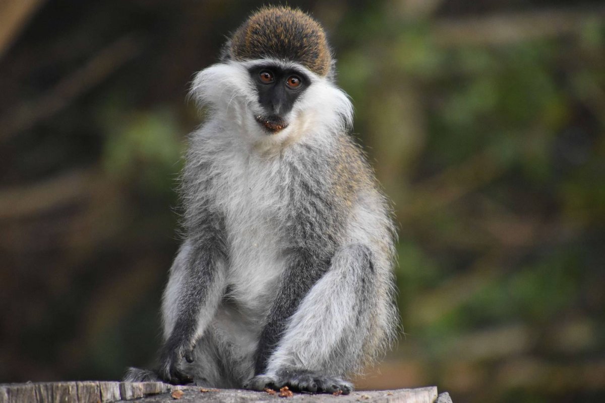 Мартышки Cercopithecus aethiops