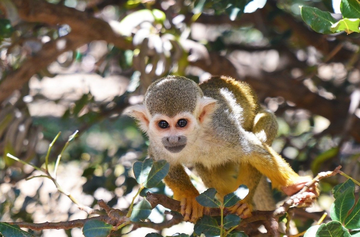 Тропические обезьяны