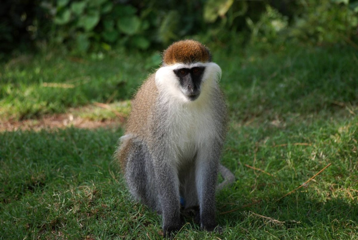 Мартышки Cercopithecus aethiops