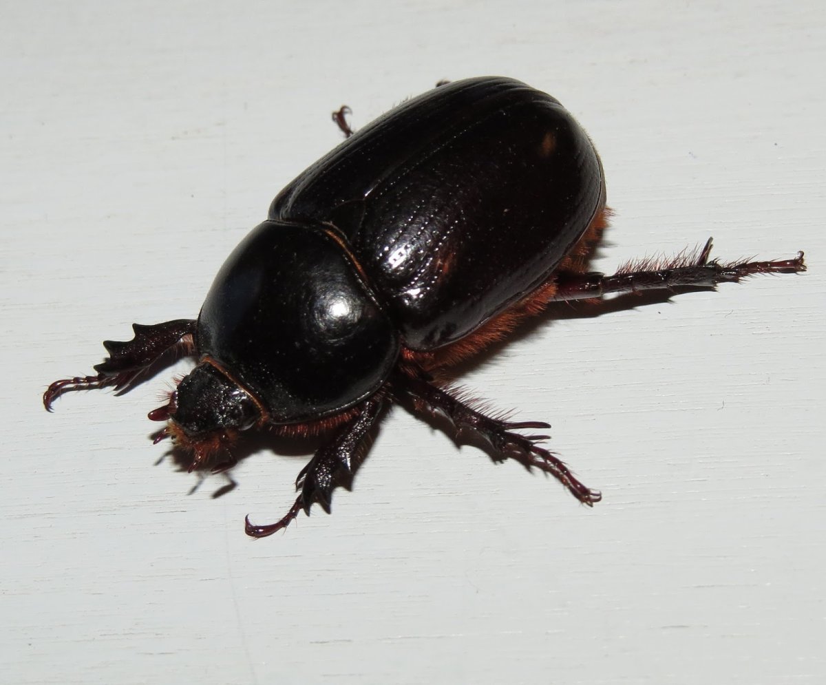 Жук носорог навозник