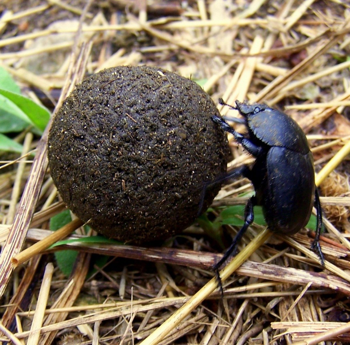 Жук навозник скарабей