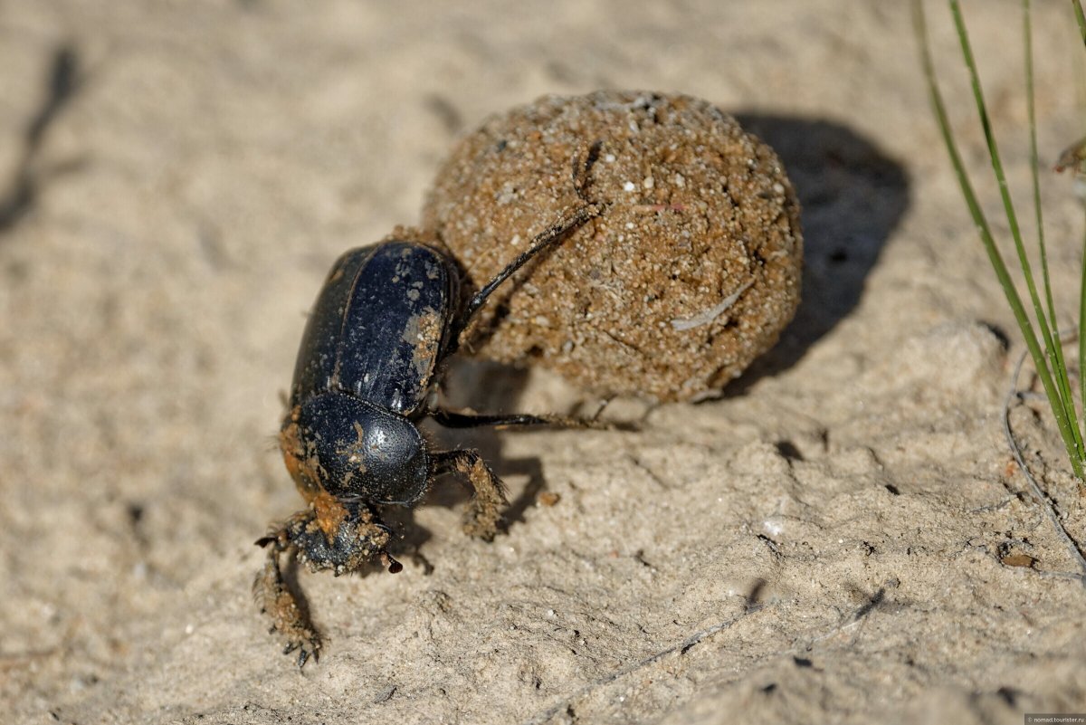 Крымские жуки навозники