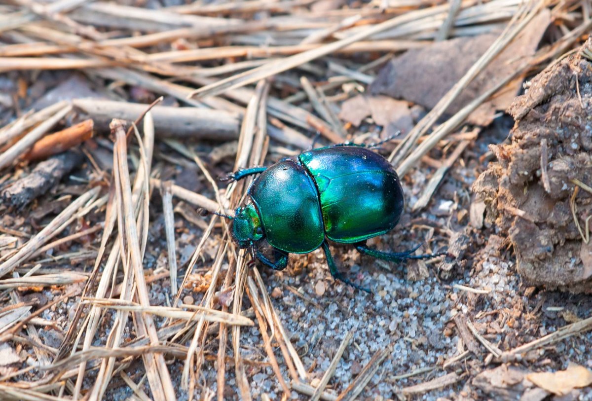 Навозник весенний (Trypocopris vernalis)