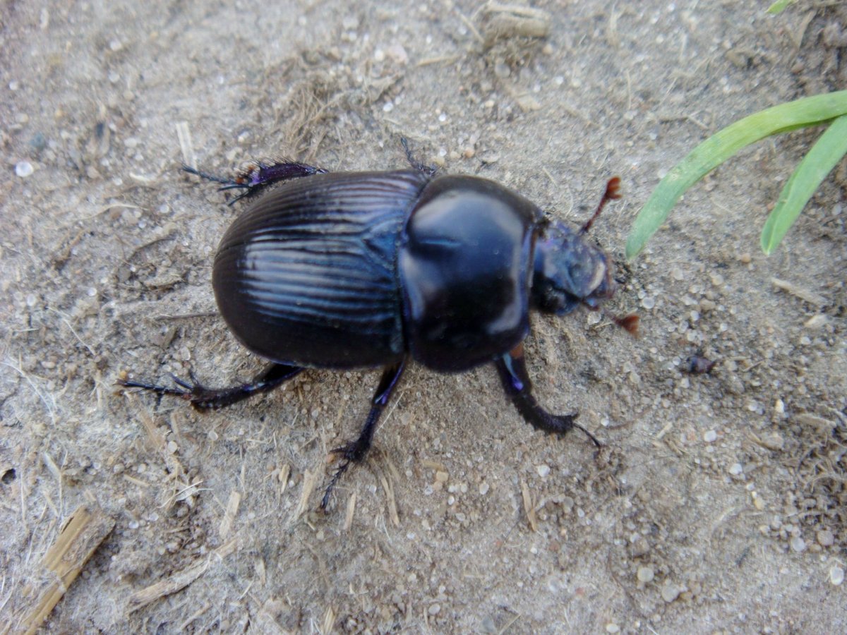 Жук кукурузный навозник
