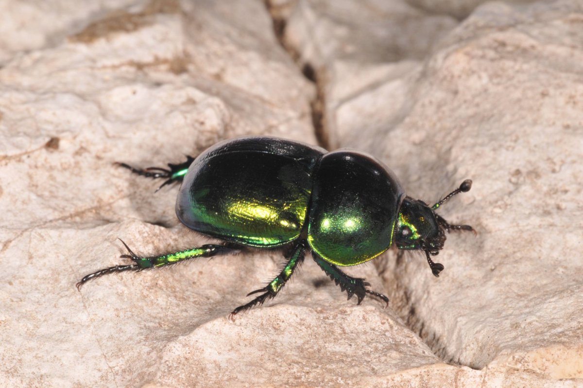 Жук навозник