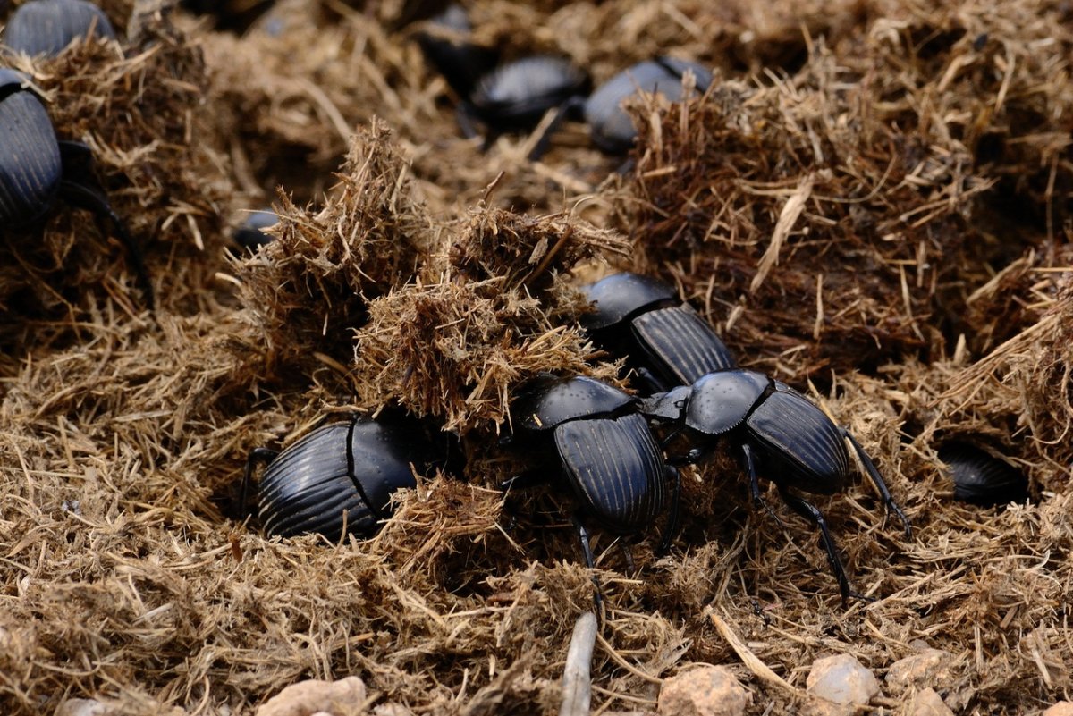 Жук навозник питание