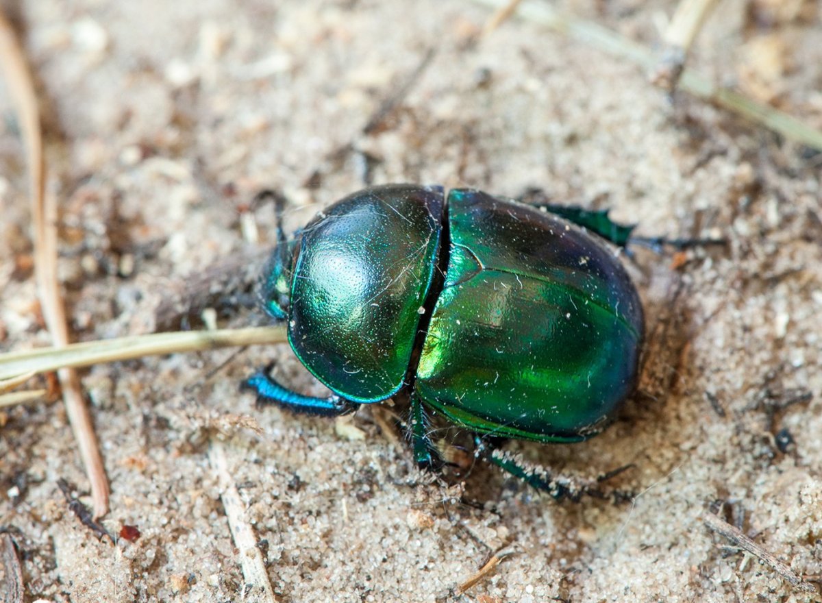 Жук навозник весенний