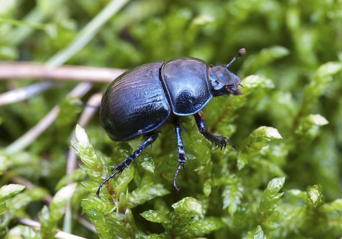 Жук навозник Лесной