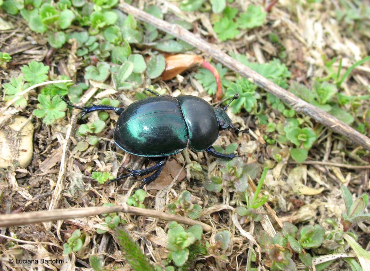 Навозник весенний (Trypocopris vernalis)