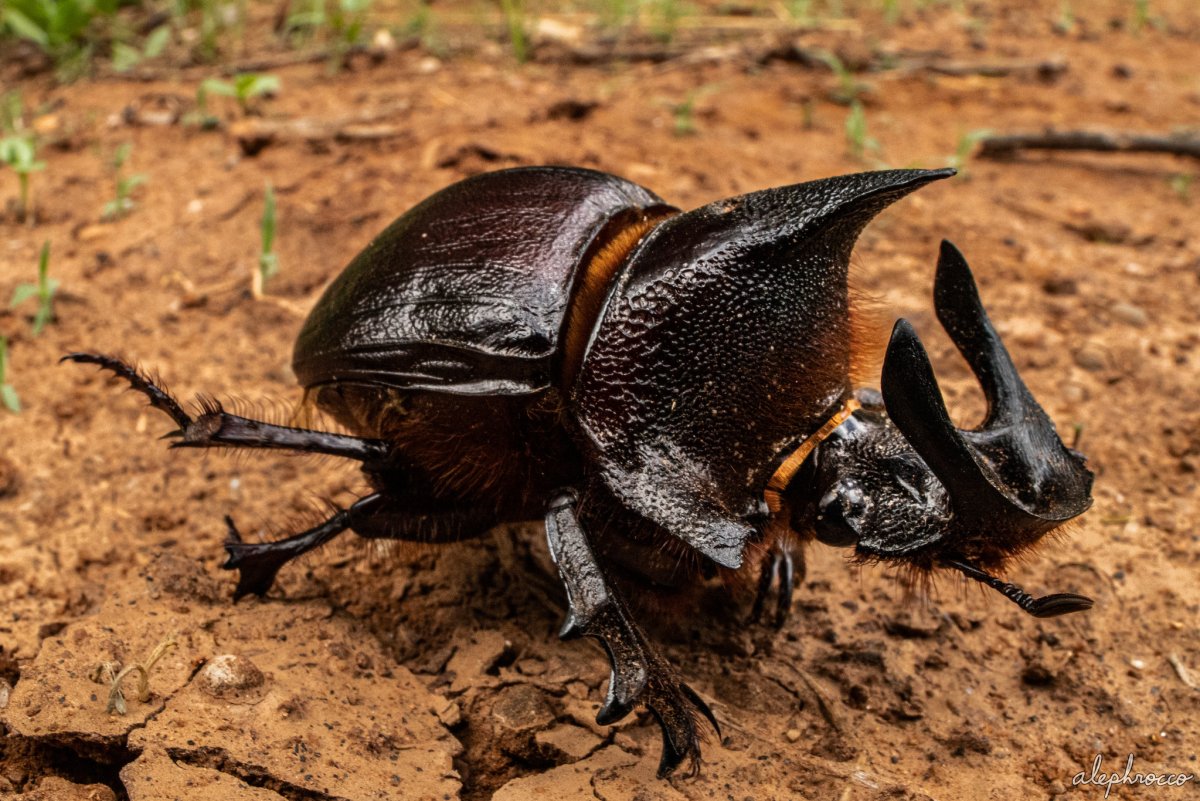 Жуки навозники афодии