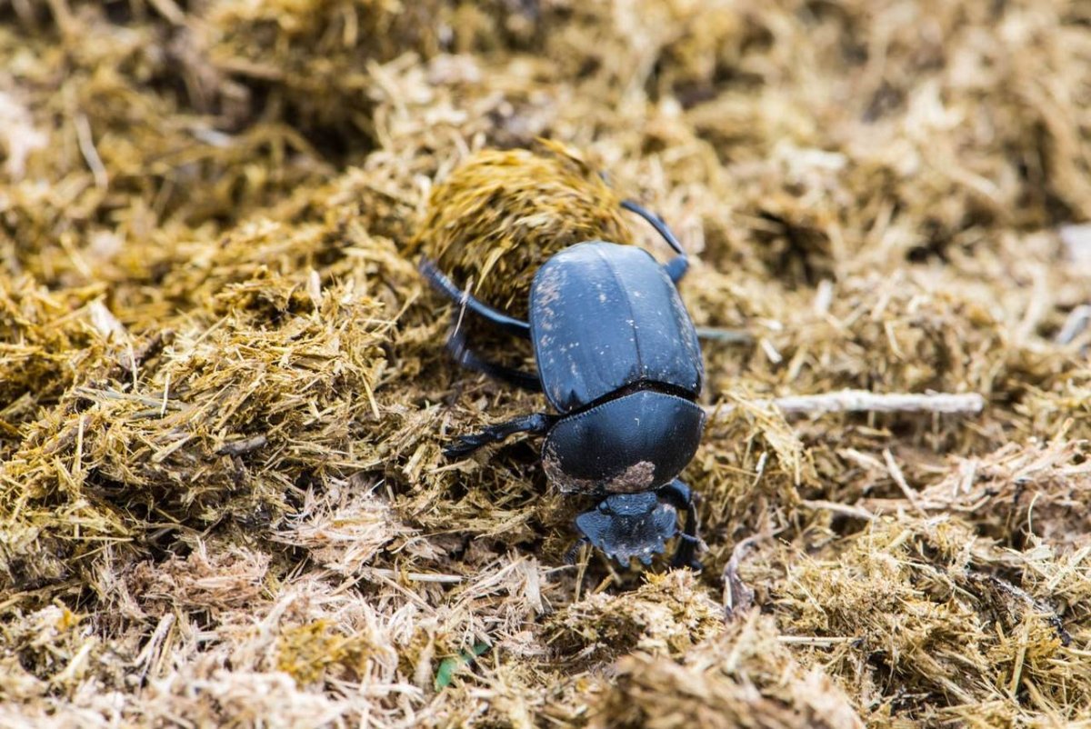 Жук скарабей и Жук навозник