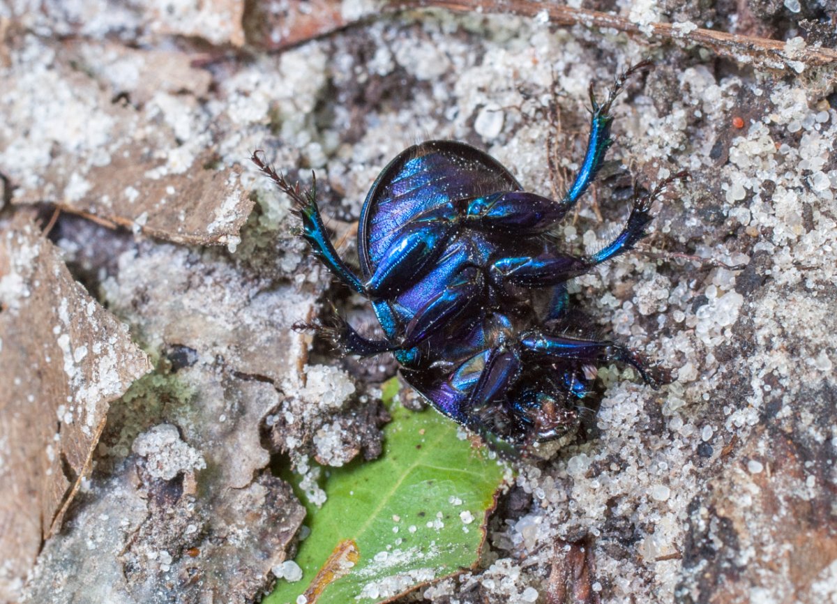 Перевернутый Жук навозник