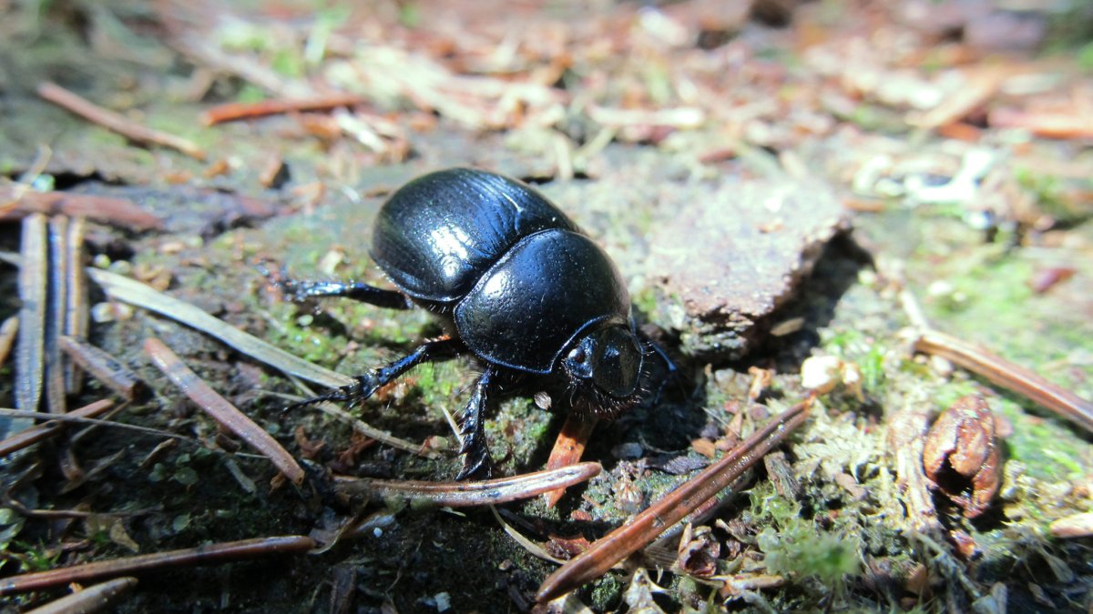 Лапы жука навозника