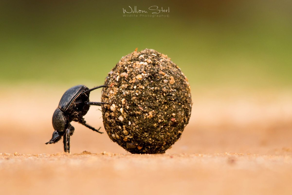 Африканский Жук навозник