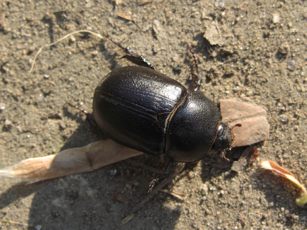 Дупляк кукурузный Жук