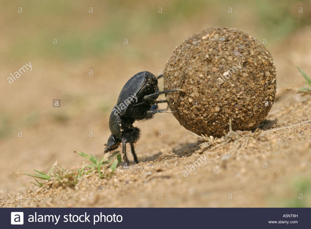 Жук навозник