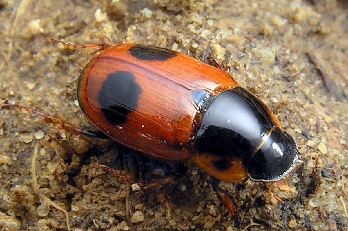 Афодий двупятнистый