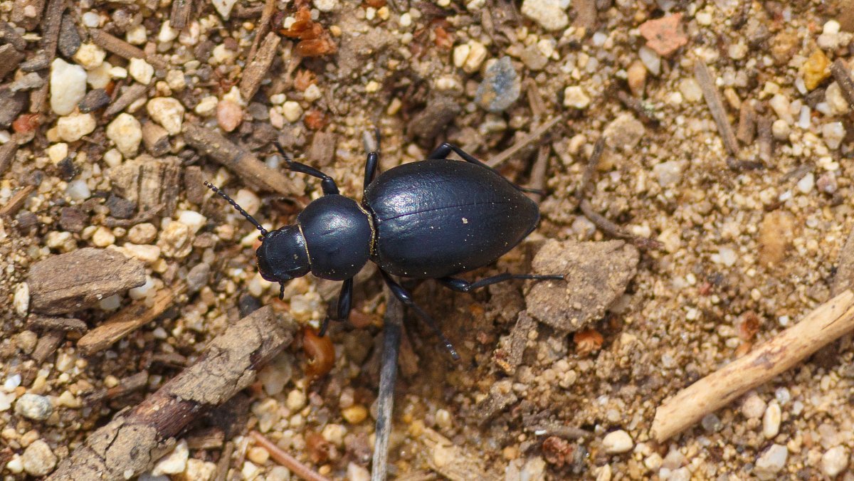 Хлебная жужелица кокон