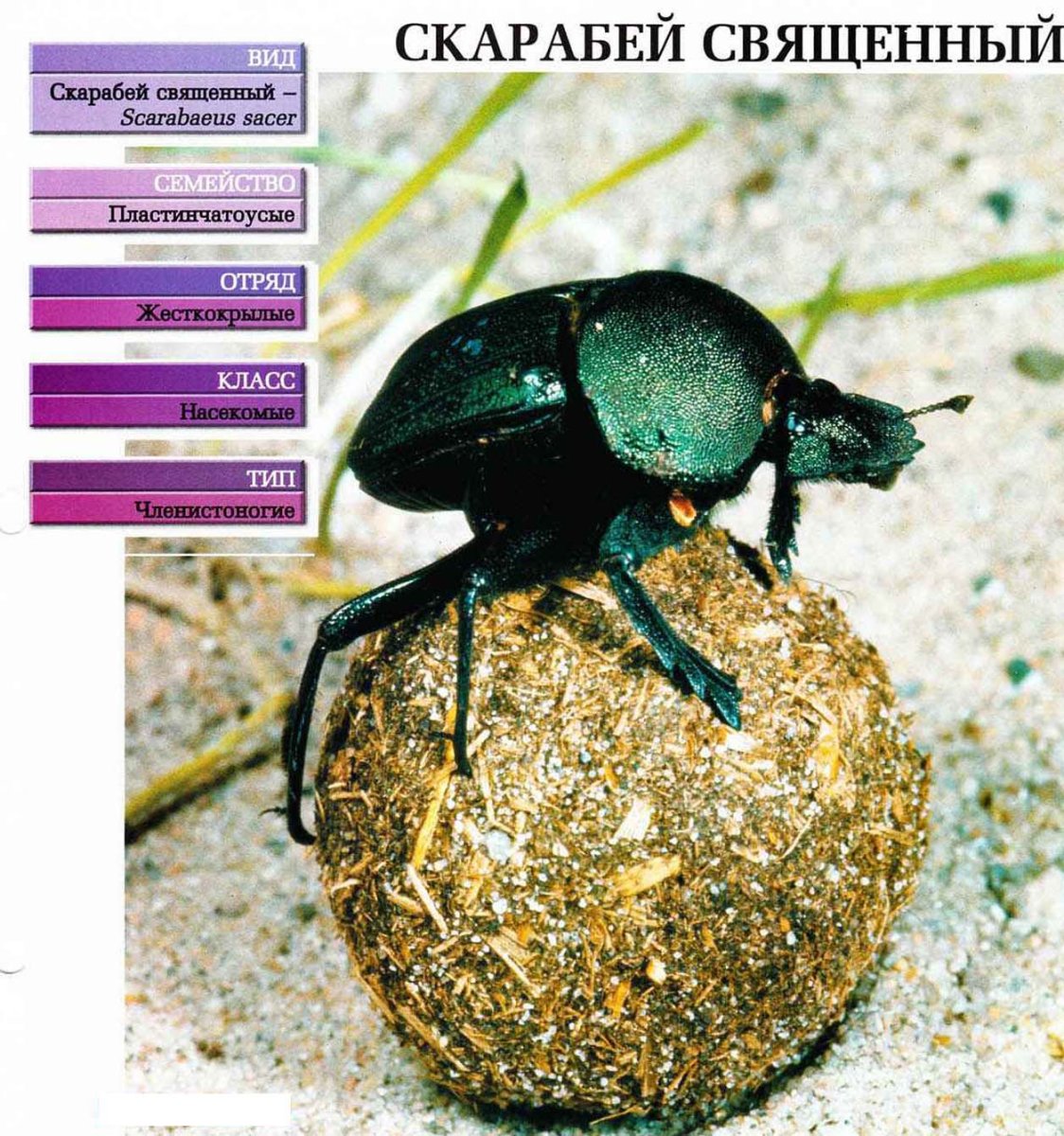 Скарабей навозник