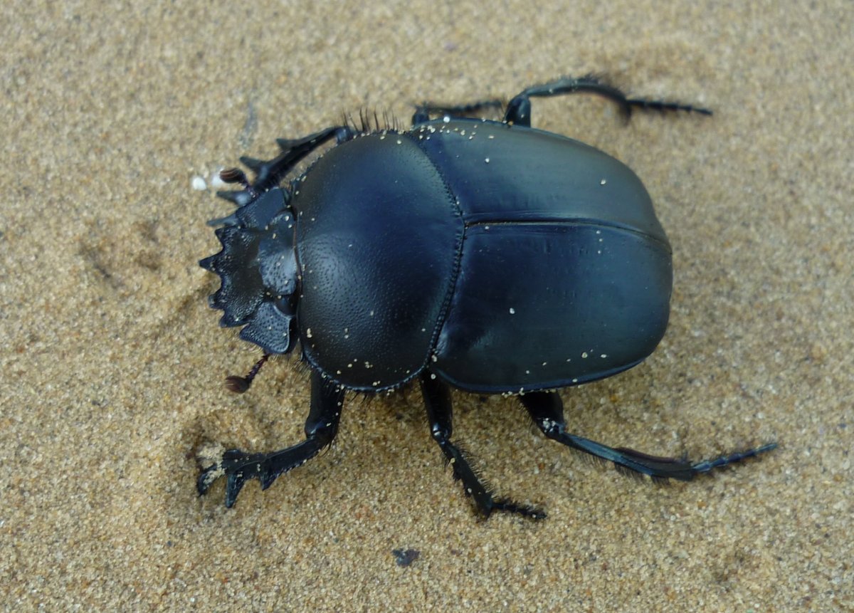 Священный Жук скарабей