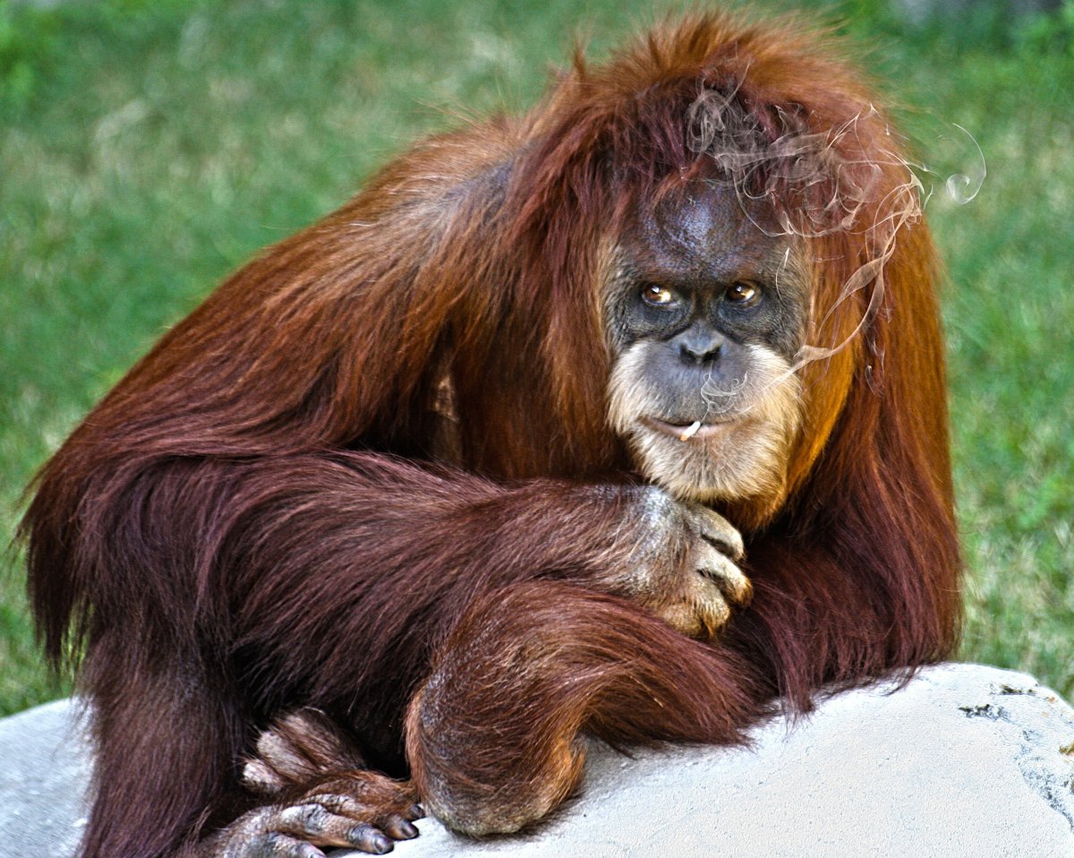 Мартышки Суматра