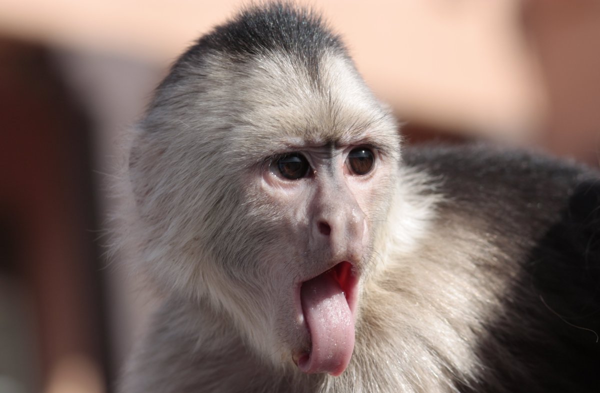 Капуцин Плакса