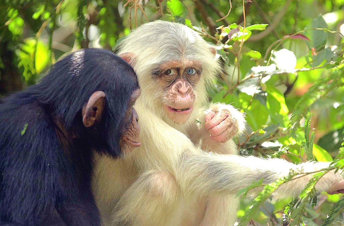 Седой шимпанзе