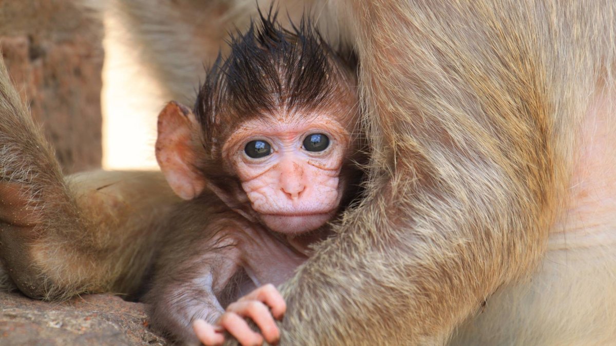 Обезьянка лохматая