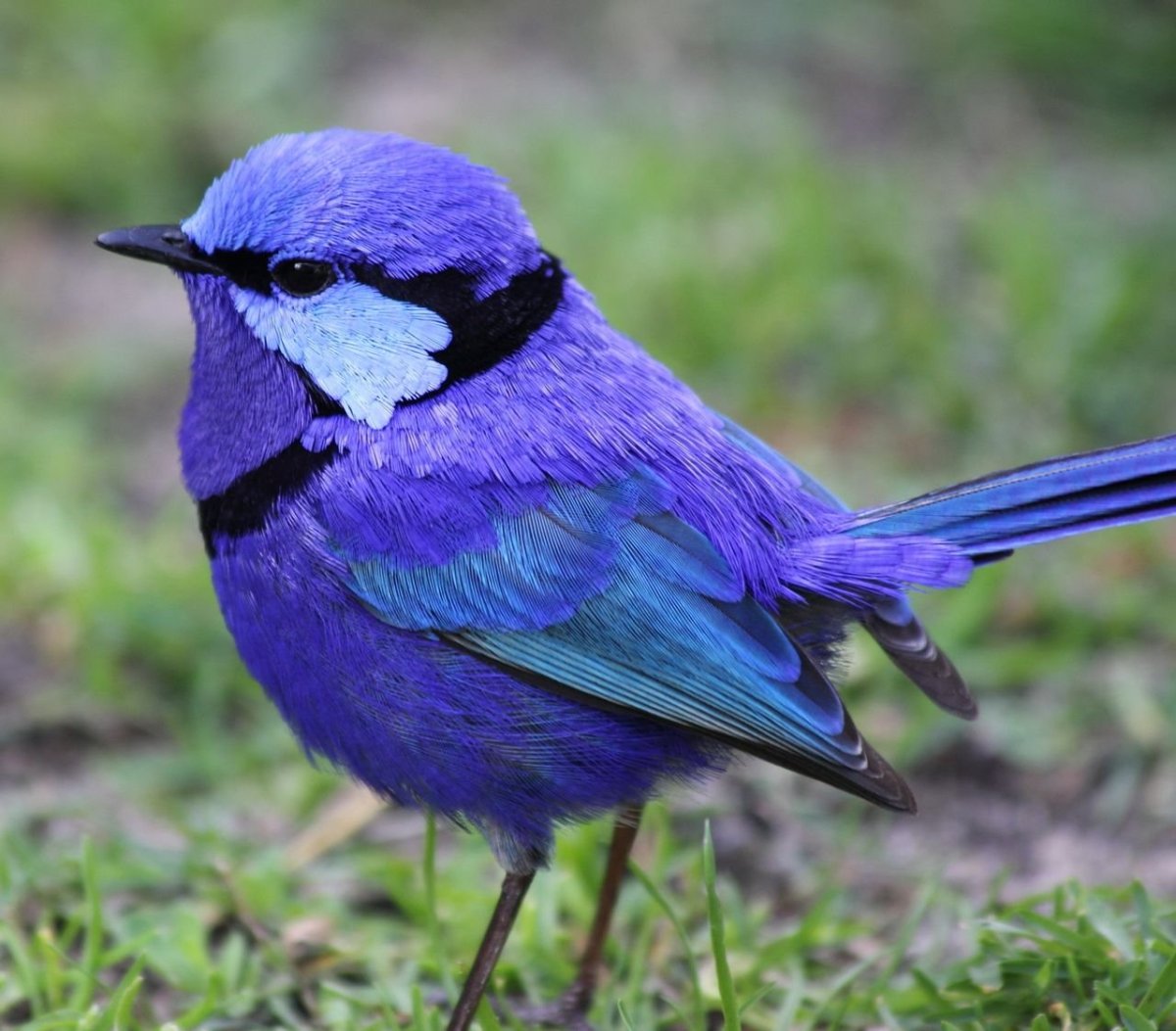 Австралийский расписной малюр