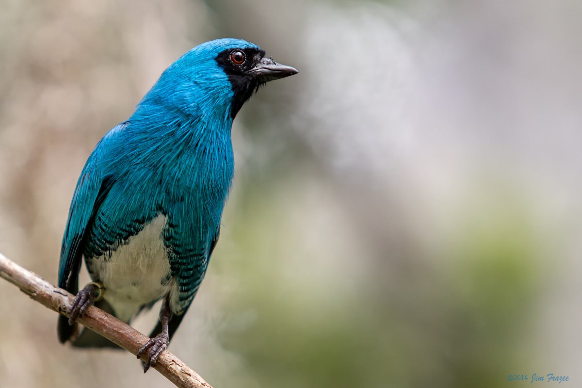 Ласточковая танагра