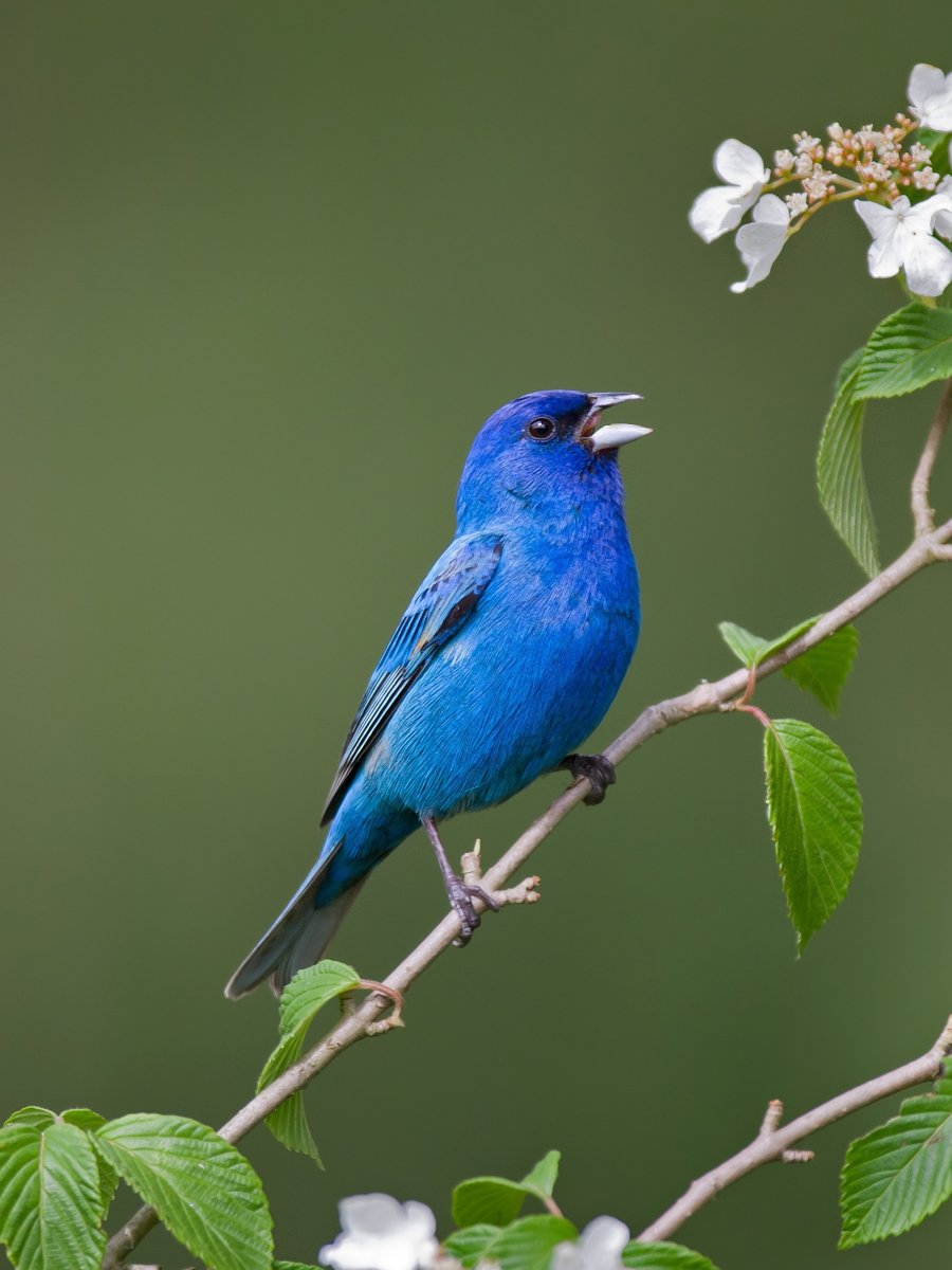 Голубой овсянковый Кардинал
