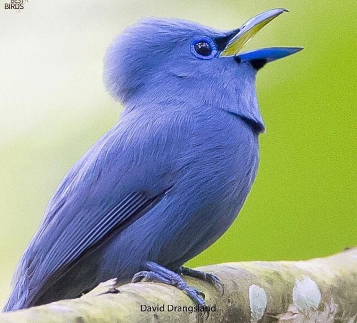 Terpsiphone cyanescens)