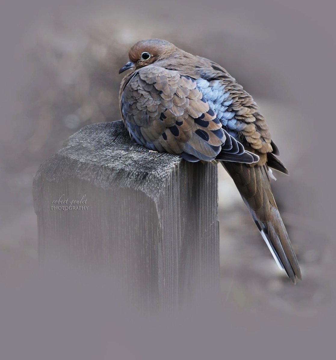 Скарлетт птица