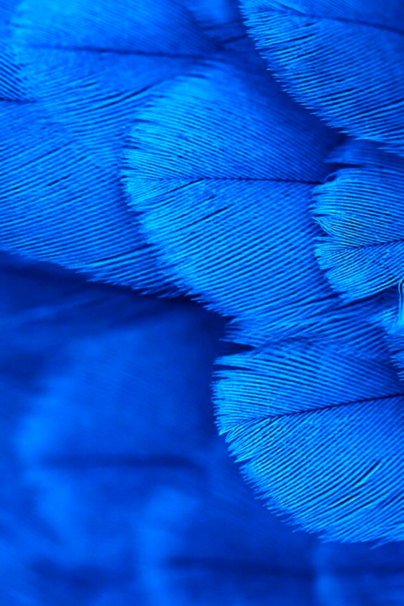 Голубой цвет