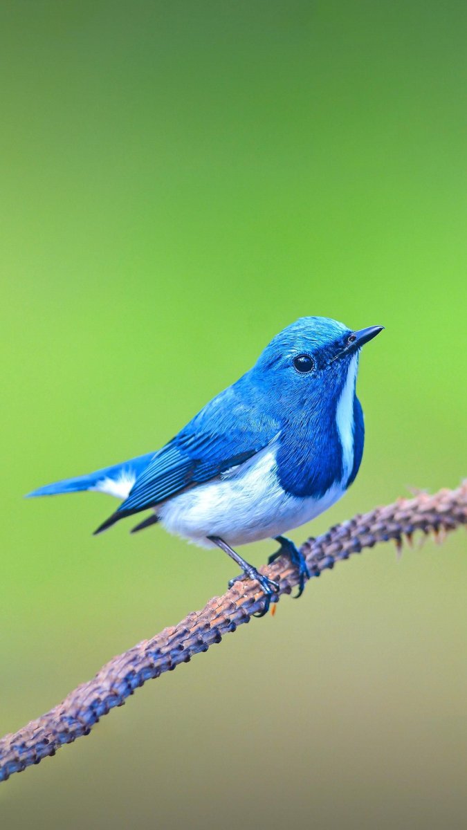 Птица ворлд