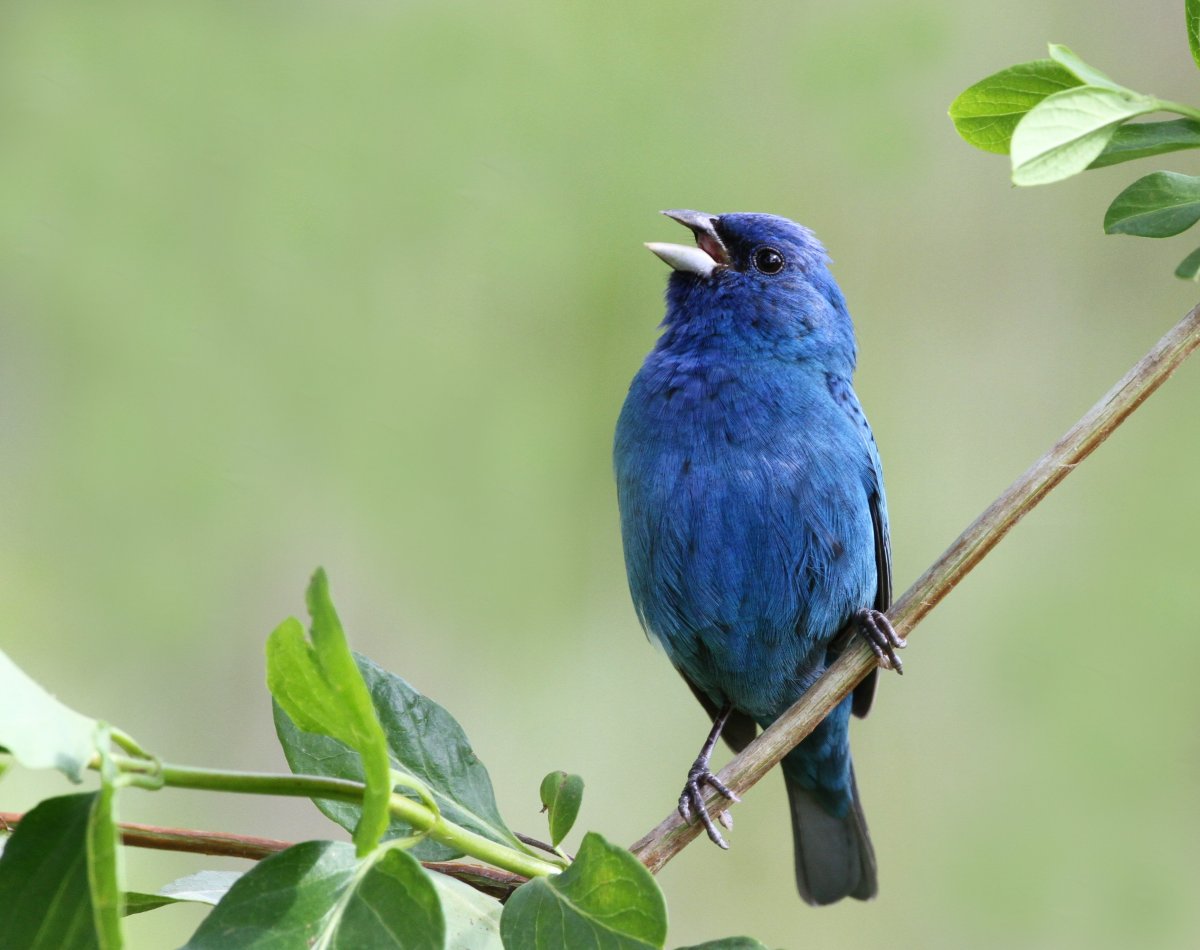 Лазурная танагра-медосос