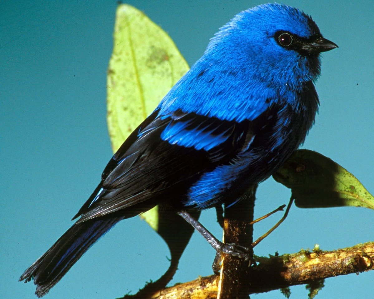 Голубые танагры птицы